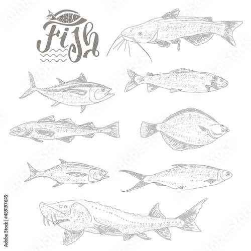 A set of river and sea fishing. Collection of fish in engraving style, isolated on a white background