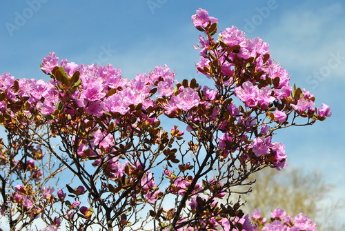 The flowering of the maralnik.  Rhododendron Ledebura. Spring. Altai cherry blossoms. Flowers. photo