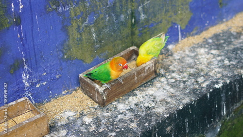 Colorful Lovebirds (Agapornis personatus). Inside a cage.