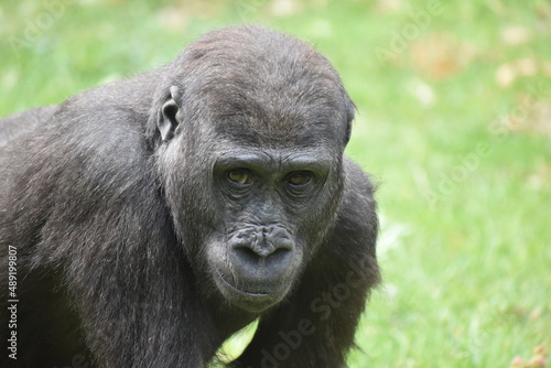 Gorilla portrait © Jaime