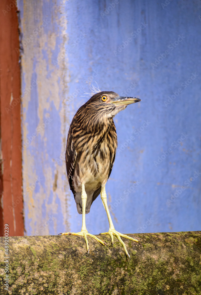 Fototapeta premium The black crowned night heron is sitting on a ledge