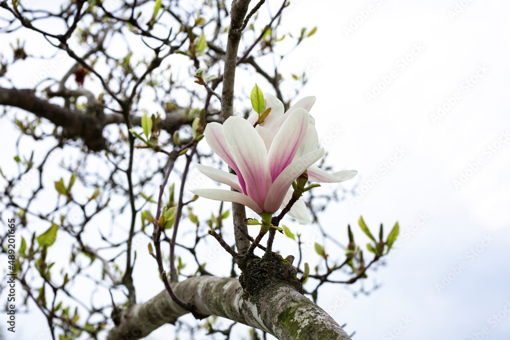 Naklejka premium Tulip-Magnolia, Magnolia x soulangeana Lennei, during flowering. Spring