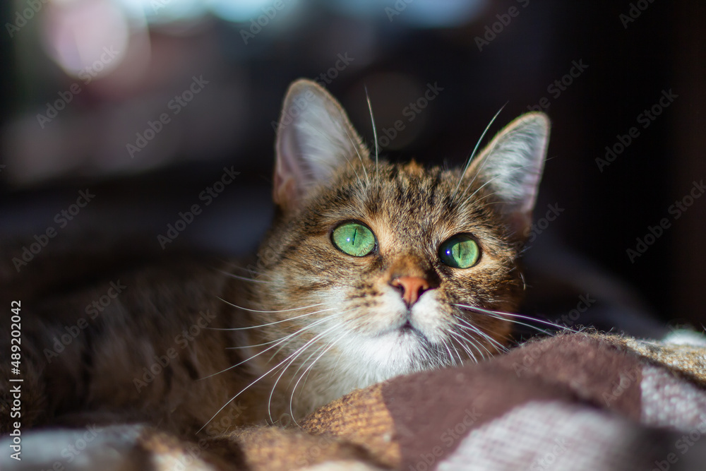 Domestic tricolor (white, gray, red) mestizo cat with green eyes lies on a blanket. Sun on the face. Close-up, dark background, bokeh.