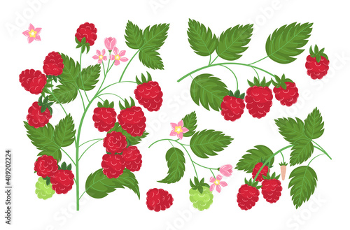 Raspberry plant twig. Sprig of raspberries set with berry and leafs. Elements constructor for design congratulations, invitations, cards, banners. Isolated on white background vector illustration.