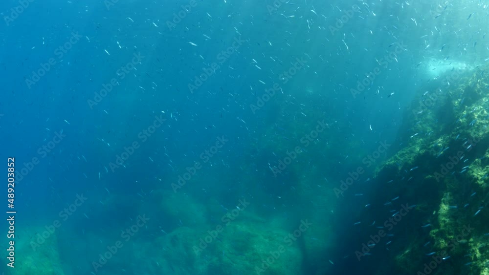 silverside fish school feeding in middle and surface of water ocean scenery behaviour silverside fish school feeding in middle and surface of water ocean scenery behaviour