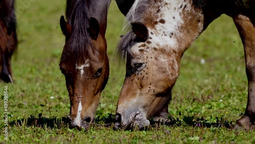 Couple of brown white horses eating grass on meadow and swarm of flies sitting on head