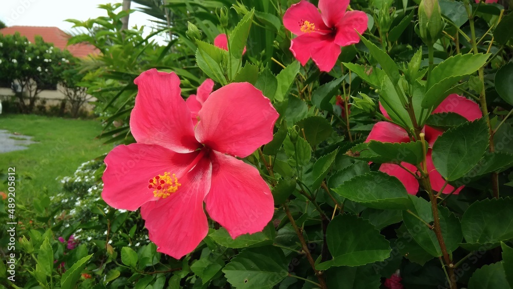 Common name Chinese rose Scientific name Hibiscus rosa sinensis. Family