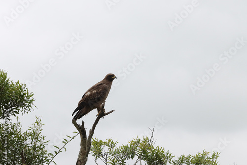 Kruger National Park, South Africa: Black kite