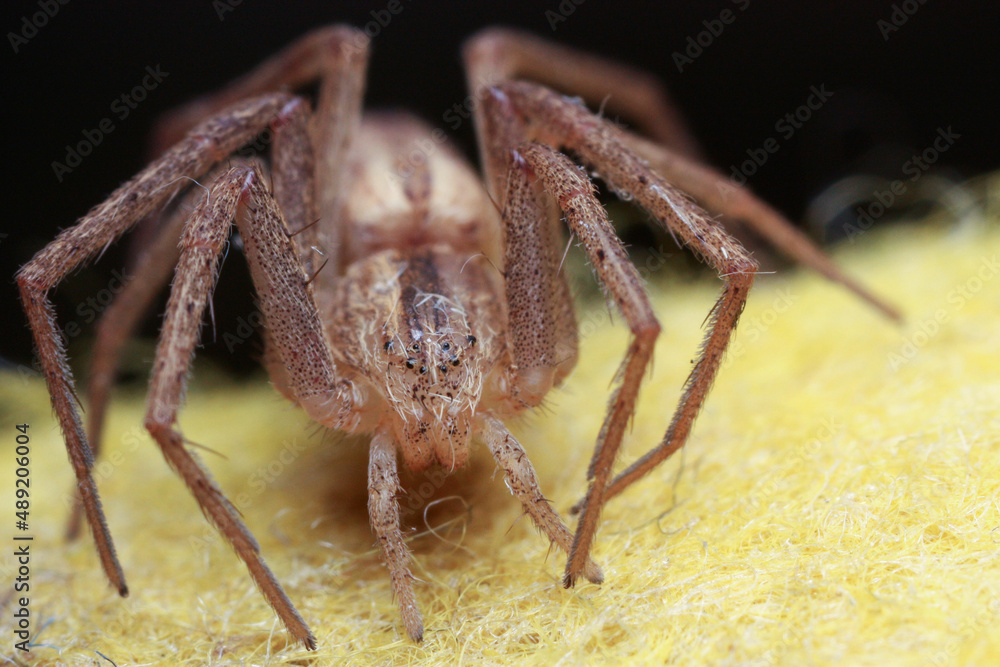 Tibellus is a genus of slender crab spiders belonging to the family Philodromidae Tibellus is a genus of slender crab spiders belonging to the family Philodromidae