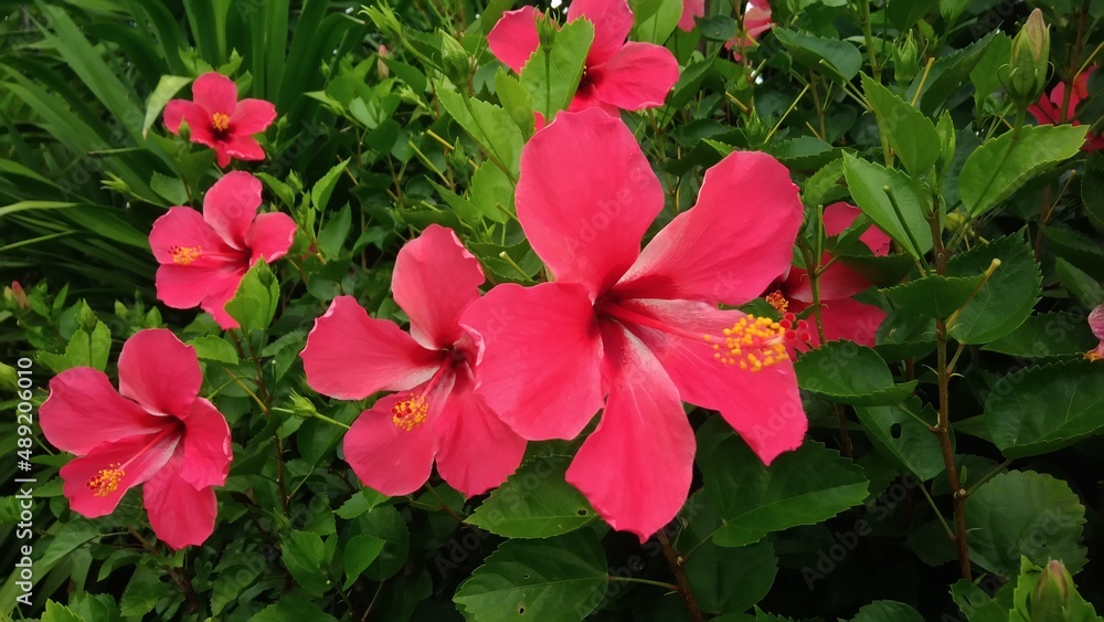 Common name Chinese rose Scientific name Hibiscus rosa sinensis. Family