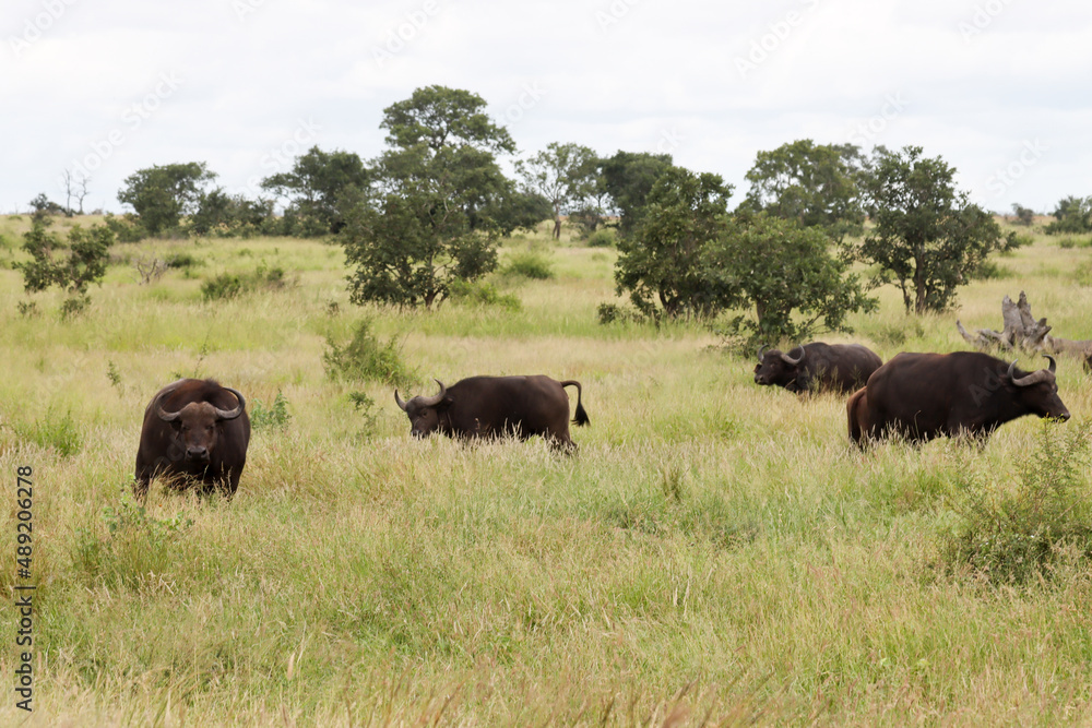 Kruger National Park, South Africa: Cape buffalo