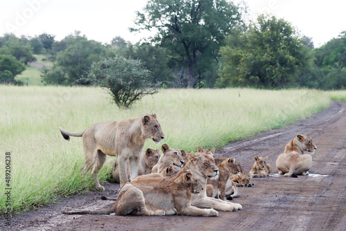 Kruger National Park  South Africa  lion pride blocking road