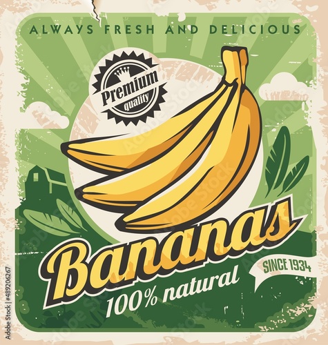 Banana plantation retro poster design on old paper texture. Vintage advertisement for organic banana farm. Vector fruits illustration.