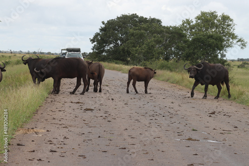 Wallpaper Mural Kruger National Park, South Africa: Cape buffalo Torontodigital.ca