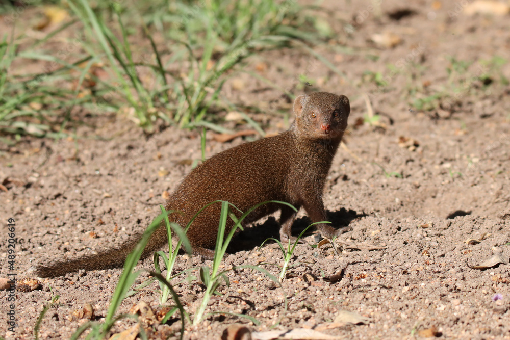 Kruger National Park, South Africa: Dwarf mongoose Kruger National Park, South Africa: Dwarf mongoose