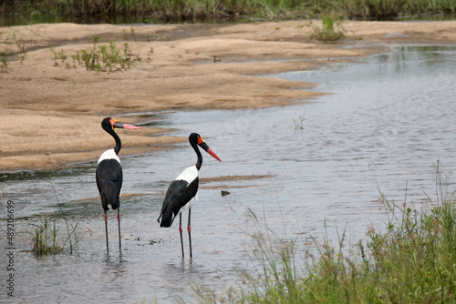 Kruger National Park, South Africa: Saddlebilled stork photo