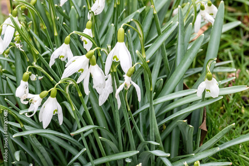 white Eranthis hyemalis bloom in spring