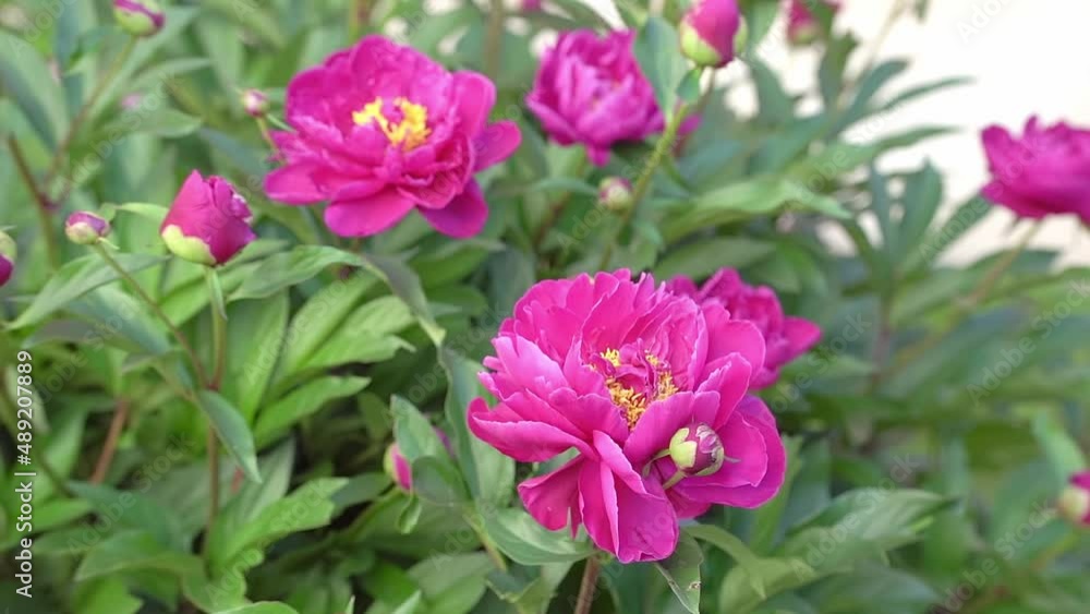 Blurred pink peony. Defocused Big pink flower in summer garden. Summer nature. Peony bloom. Peonies blossoming, peonies blooming. Closeup photo of flower. Wallpaper with pink spring flowers Blurred pink peony. Defocused Big pink flower in summer garden. Summer nature. Peony bloom. Peonies blossoming, peonies blooming. Closeup photo of flower. Wallpaper with pink spring flowers