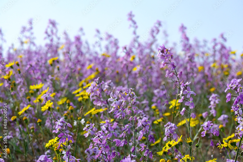 Fototapeta premium Flowering of Levkoy or matthiola and Senecio in the meadow
