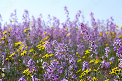 Flowering of Levkoy or matthiola and Senecio in the meadow