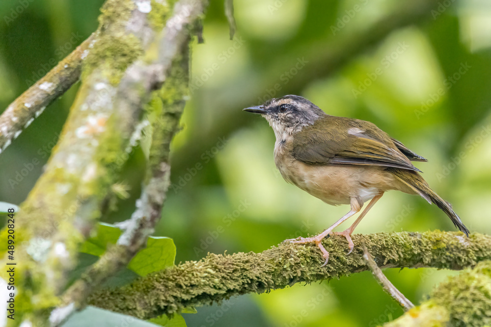 A small bird perched on a tree branch A small bird perched on a tree branch