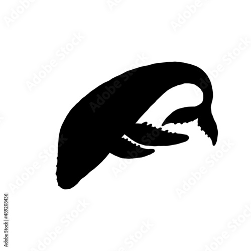 whale silhouette jumping playful aquatic animal doodle vector Illustration.