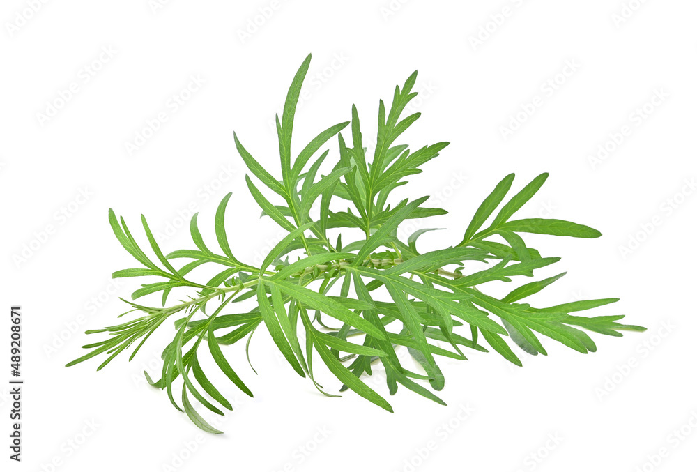 Artemisia vulgaris L, Sweet wormwood, Mugwort or artemisia annua branch green leaves on white background Artemisia vulgaris L, Sweet wormwood, Mugwort or artemisia annua branch green leaves on white background