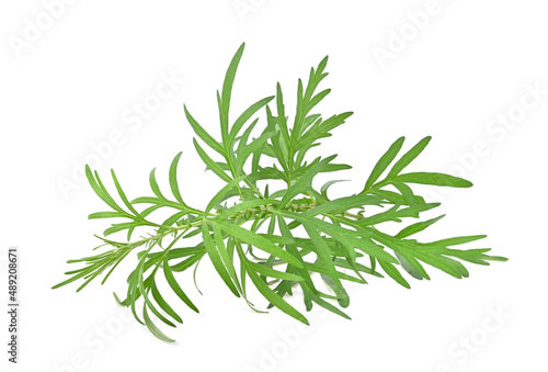 Artemisia vulgaris L  Sweet wormwood  Mugwort or artemisia annua branch green leaves on white background