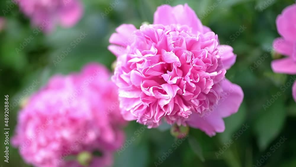 Blurred pink peony. Defocused Big pink flower in summer garden. Summer nature. Peony bloom. Peonies blossoming, peonies blooming. Closeup photo of flower. Wallpaper with pink spring flowers Blurred pink peony. Defocused Big pink flower in summer garden. Summer nature. Peony bloom. Peonies blossoming, peonies blooming. Closeup photo of flower. Wallpaper with pink spring flowers