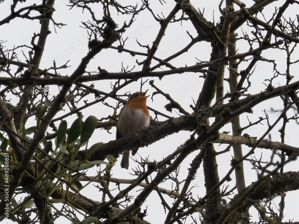Robin singing on a branch Robin singing on a branch