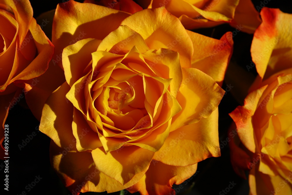 beautiful bouquet of orange roses with delicate petals beautiful bouquet of orange roses with delicate petals