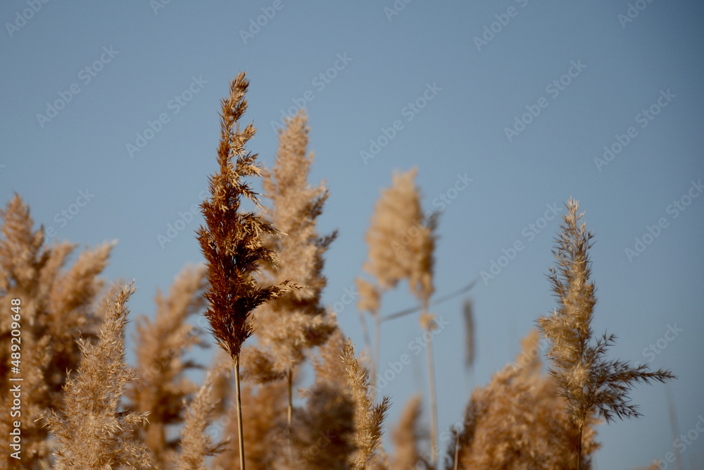 Naklejka premium Dry reed against the blue sky in the countryside. Horizontal photo of autumn nature in the reserve
