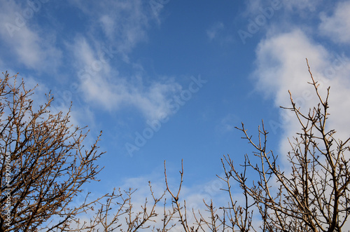 Tree branches without leaves against a blue sky with clouds. Beautiful background with copy space