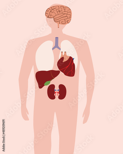 Human organs inside body, flat vector stock illusion, abstract man, concept of anatomy with structure of internal organs