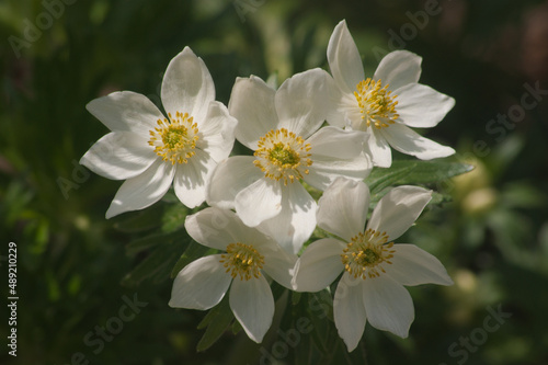 A closeup shot of beautiful Anemone narcissiflora flowers in Italy photo