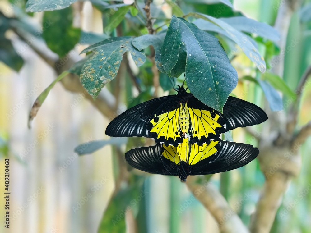 A Pair of Mating Pair of Golden Birdwing Butterflies In Bali Butterfly Park  Photos | Adobe Stock