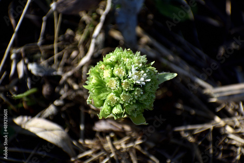 The white butterbur, the first flowers of spring. Butterbur albus in the forest in a humid environment, along watercourses. In France, Europe. Flower top view.
