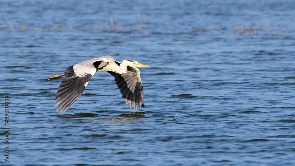 Grey heron (Ardea cinerea) long-legged wading bird flying close to the water surface in Yoda lake in Hambanthota. Beautiful wildlife photograph. Grey heron (Ardea cinerea) long-legged wading bird flying close to the water surface in Yoda lake in Hambanthota. Beautiful wildlife photograph.