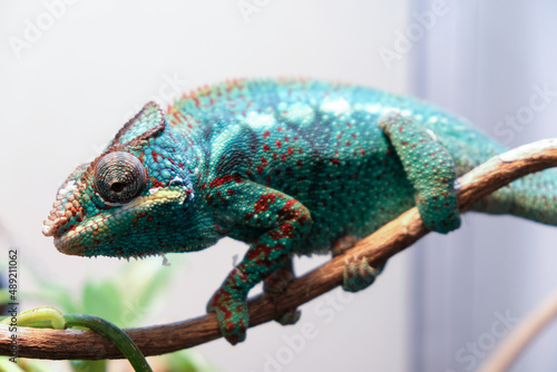 Closeup shot of a chameleon on a plant