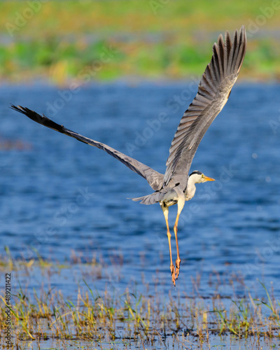 Long-legged grey heron took off from the lake  dripping the water drops from the legs. Bird flight close-up shot.