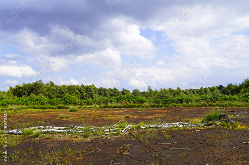 Beautiful shot of a bog surrounded by green trees in Diepholzer Moor nature reserve near Diepholz photo