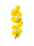 twig of mimosa tree isolated on white background