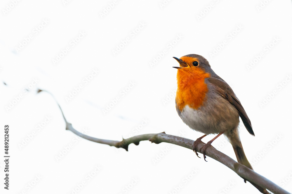 Singing robin, sitting on a branch, light background
