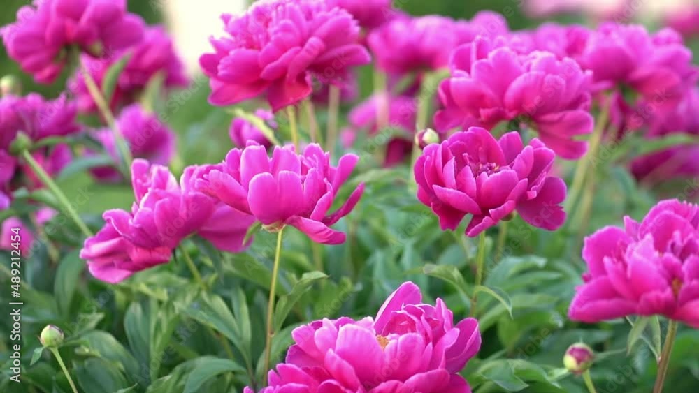 Blurred pink peony. Defocused Big pink flower in summer garden. Summer nature. Peony bloom. Peonies blossoming, peonies blooming. Closeup photo of flower. Wallpaper with pink spring flowers Blurred pink peony. Defocused Big pink flower in summer garden. Summer nature. Peony bloom. Peonies blossoming, peonies blooming. Closeup photo of flower. Wallpaper with pink spring flowers