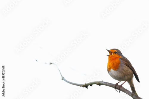 Singing robin, sitting on a branch, light background