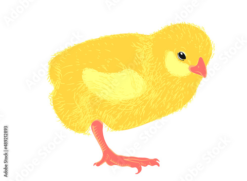 Kurczak 4