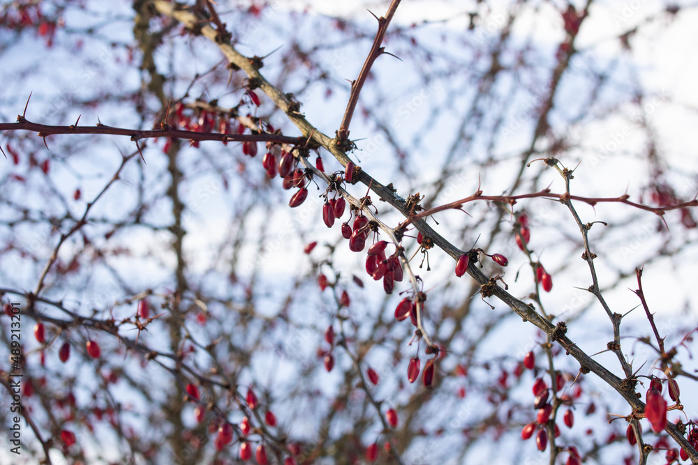 Red rose hips on bare branches in the snow Red rose hips on bare branches in the snow
