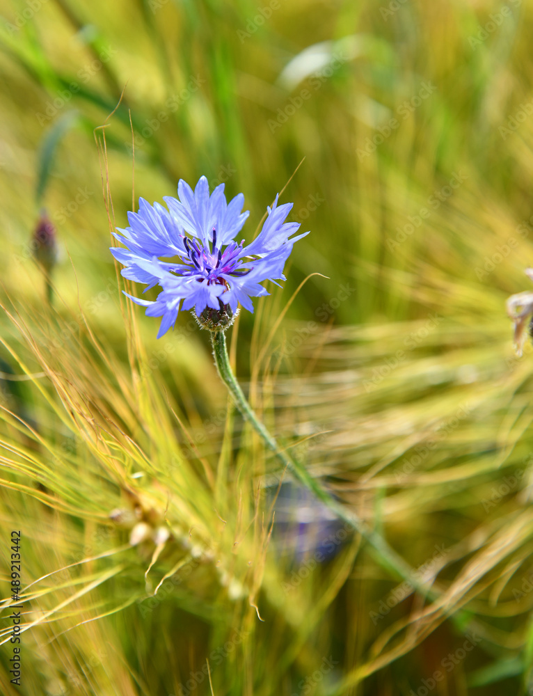 Blaue Kornblumen in einem Getreidefeld Blaue Kornblumen in einem Getreidefeld