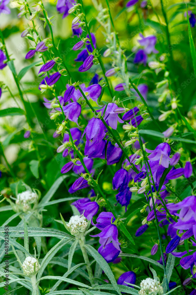 Bluebell flowers in the summer garden Bluebell flowers in the summer garden