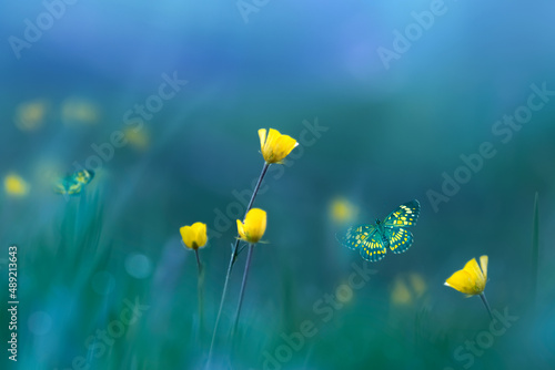 Yellow wild flowers and butterflies. Spring summer background.